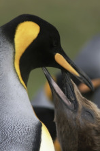 Imagen de Wild Chile: Los extremos de la Tierra - 4