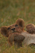 Imagen de El lado salvaje de África: Guerra de sexos - 4