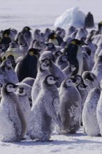 Imagen de Planeta hostil  - 12