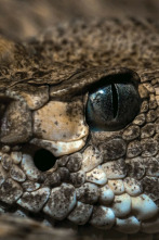 Imagen de Serpientes monstruosas - 9