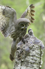 Imagen de Wild Laponia - 3