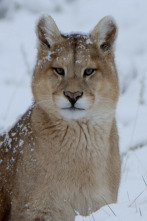 Imagen de Las maravillas ocultas...: La frontera helada de América - 3