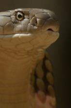 Imagen de Serpientes de leyenda: Cobras - 8