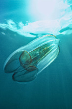 Imagen de Wild Argentina: Tierra de agua - 4