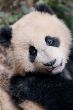 Imagen de China: El camino eterno: El curso de la vida - 3