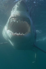Imagen de Canadá: hogar del tiburón blanco - 3