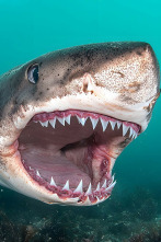 Imagen de Misterios de los tiburones - 3