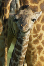 Imagen de Mara: el renacer de la...: El despertar - 8