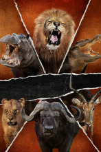 Imagen de Safari letal: Batallas entre grandes felinos - 7
