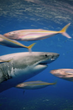 Imagen de Ataques de tiburones: acceso exclusivo  - 7