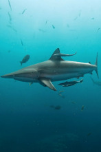 Imagen de Sharkfest: Pico de mordiscos - 4