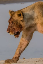 Imagen de Los titanes de los ríos africanos - 2