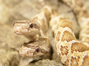 Imagen de Caza a la pitón birmana - 1