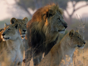 Imagen de Savage Kingdom  - 2