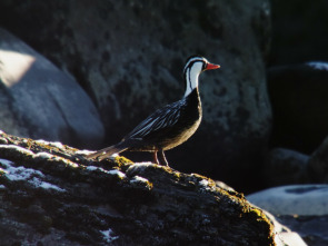 Imagen de Wild Chile: La vida sin agua - 8