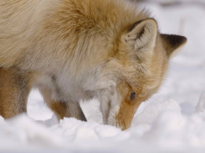 Imagen de Las maravillas ocultas...: La naturaleza helada de Asia - 2