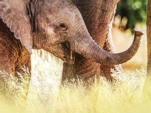 Imagen de Los secretos de los elefantes  - 8