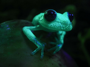 Imagen de Wild Argentina: Tierra de supervivientes - 2