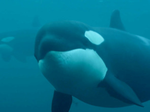 Imagen de La vida secreta de las orcas  - 1