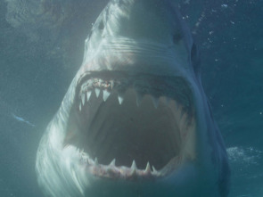 Imagen de Canadá: hogar del tiburón blanco - 1