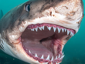 Imagen de Misterios de los tiburones - 1
