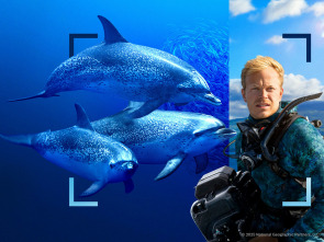 Imagen de Delfines en primer plano con Bertie Gregory - 1