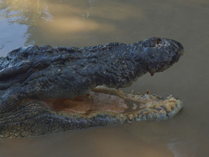 Imagen de El reino del cocodrilo australiano - 2