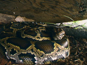 Imagen de La invasión de la pitón - 2