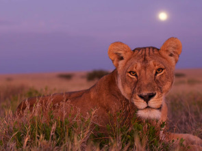 Imagen de Safari letal: Batallas entre grandes felinos - 2