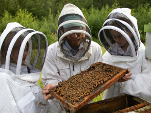 Imagen de Los secretos de las...: Los polinizadores - 1