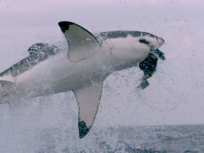 Imagen de Ataques de tiburones:...: Mar y tierra - 2