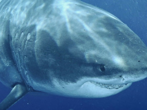 Imagen de Los tiburones más grandes del mundo - 1
