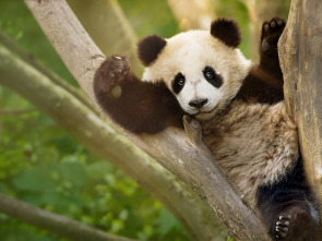 Imagen de Escuela de pandas  - 3