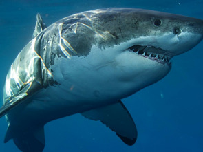 Imagen de Especial Cuando los...: Especial Cuando los tiburones atacan 5 3 - 1