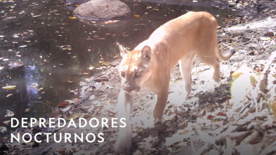 Imagen de Depredadores nocturnos: Leopardos - 4
