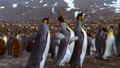 Imagen de Los animales más raros...: Los más raros de aire - 3