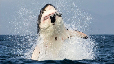 Imagen de Los tiburones más peligrosos del mundo - 5