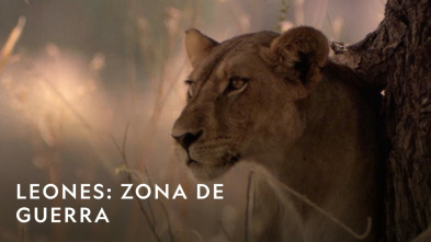 Imagen de Leones: zona de guerra - 6