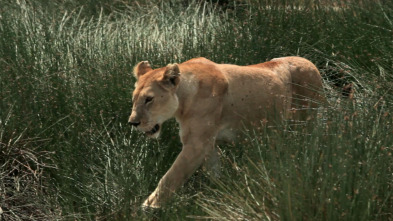 Guerras felinas: leones contra guepardos