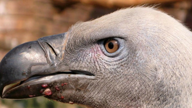 Imagen de Excéntricos y peculiares: Los cinco raros de África - 3