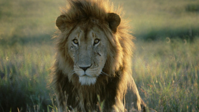 Imagen de Top 10 animal: Enjambres - 3