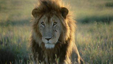 Imagen de Top 10 animal: Temerarios - 3