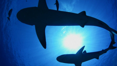 Imagen de Los tiburones de las islas Pitcairn - 5