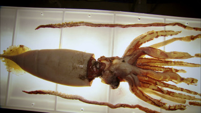 Imagen de En busca del calamar gigante - 3