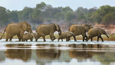 Imagen de Los cerebros y bebés...: Animales superdotados - 3