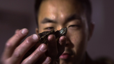 Imagen de Las mascotas más raras...: Micro mascotas - 3