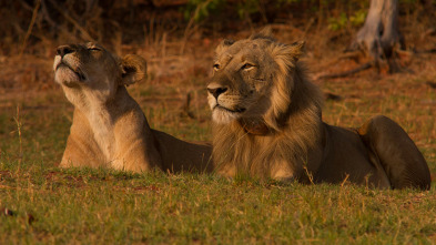 Juego de leones