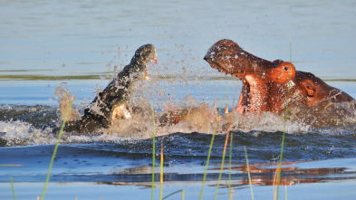 Imagen de Hipopótamo contra cocodrilo - 8
