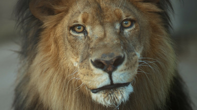 Imagen de En busca del rey de los felinos - 8