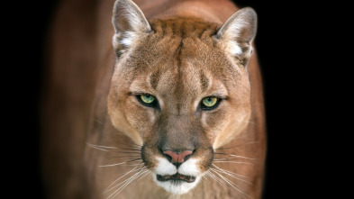 El club de la lucha...: Pelea de felinos